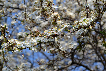 Blossoming cherry plum