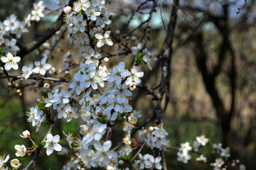 Blossoming cherry plum