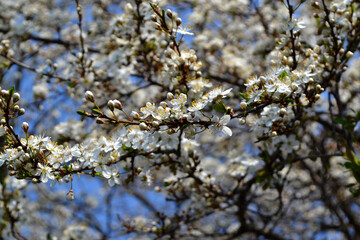Blossoming cherry plum