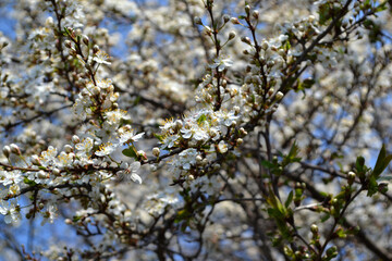 Blossoming cherry plum