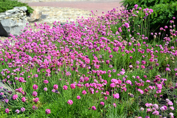 Armeria Seaside. Armeria maritima. Perennial herbaceous plant. Beautiful flower abstract background of nature. Summer landscape. Floriculture, home