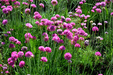 Armeria Seaside. Armeria maritima. Perennial herbaceous plant. Beautiful flower abstract background of nature. Summer landscape. Floriculture, home flower bed. Home garden
