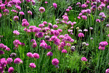 Armeria Seaside. Armeria maritima. Perennial herbaceous plant. Beautiful flower abstract background of nature. Summer landscape. Floriculture, home flower bed. Home garden, field