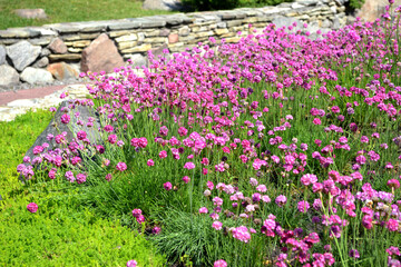 Armeria Seaside. Armeria maritima. Perennial herbaceous plant. Beautiful flower abstract background of nature. Summer