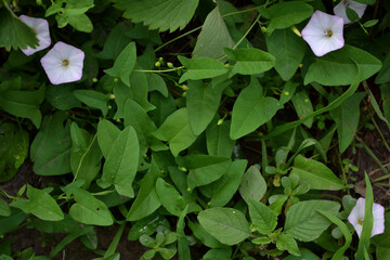 Flower bindweed plant. Convolvulus arvensis