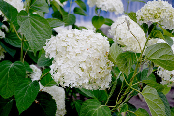 Viburnum vulgaris Sterilis, European Snowball, Snowball Bush. Beautiful floral summer abstract background of nature. White flowers