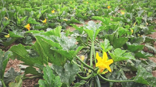 Zucchini plants carefully growing in the garden