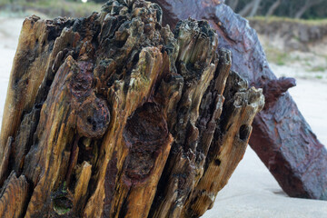 Weathered wood burried in the sand on the beach