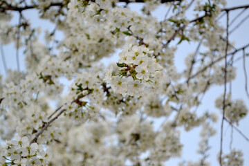 Natural garden background with branches of cherry flowers. Spring landscape with cherry flowers. White