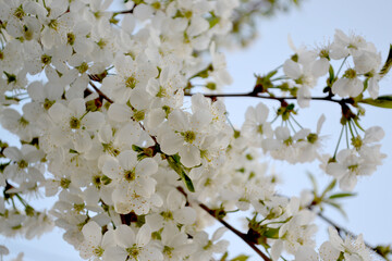 Natural garden background with branches of cherry flowers. Prunus subgen. Spring landscape with cherry flowers. Beautiful floral abstract background of nature. Spring flowerbed