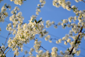 Natural garden background with branches of cherry flowers. Beautiful floral abstract background of...