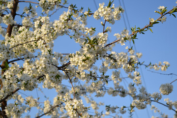 Beautiful floral abstract background of nature. Natural garden background with branches of cherry flowers. White delicate flowers on branches. Spring flowerbed, garden