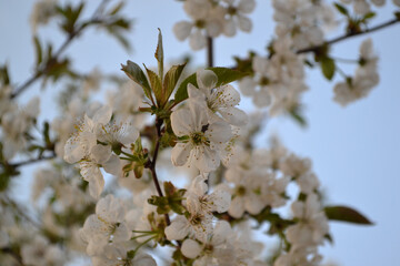Background with branches of cherry flowers. Spring landscape with cherry flowers. Beautiful floral abstract background of nature. White delicate flowers on branches. Spring