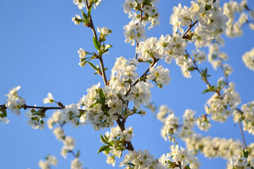 Background with branches of cherry flowers. Spring landscape with cherry flowers. Beautiful floral abstract background of nature. White delicate flowers on branches. Spring flowerbed