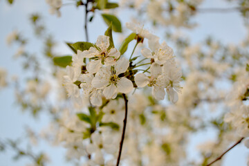 Background with branches of cherry flowers