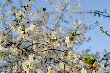 Background with branches of cherry flowers