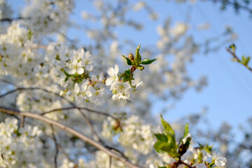Background with branches of cherry flowers