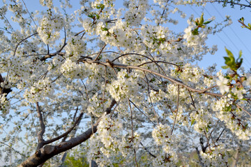 Background with branches of cherry flowers