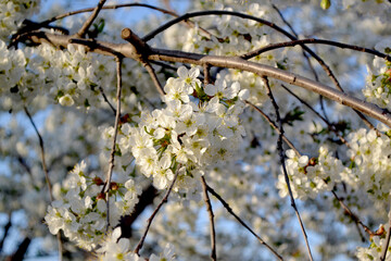 Natural garden background with branches of cherry flowers. Beautiful floral abstract background of nature. White delicate flowers on branches. Spring flowerbed