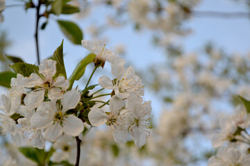 Natural garden background with branches of cherry flowers. Beautiful background of nature. Spring landscape with cherry