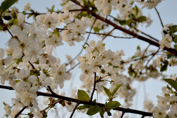 Natural garden background with branches of cherry flowers. Beautiful background of nature. Spring landscape