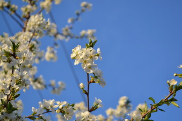 Background with branches of cherry flowers