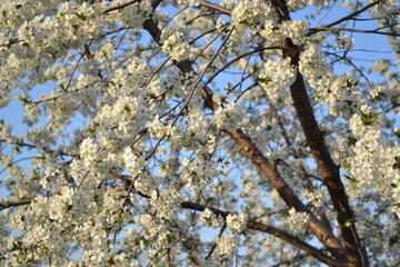 Background with branches of cherry flowers