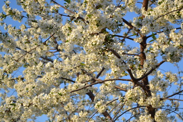 Background with branches of cherry flowers