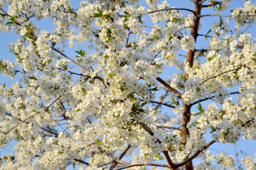 Background with branches of cherry flowers