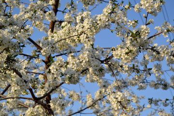 Beautiful floral abstract background of nature. Natural garden background with branches of cherry flowers. White delicate flowers on branches. Spring flowerbed