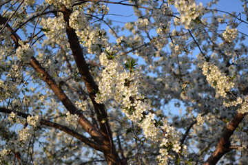 Beautiful floral abstract background of nature. Natural background with branches of cherry