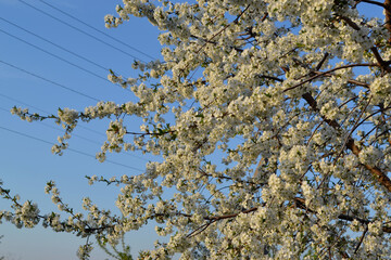 Beautiful floral abstract background of nature. Natural background with branches of cherry flowers