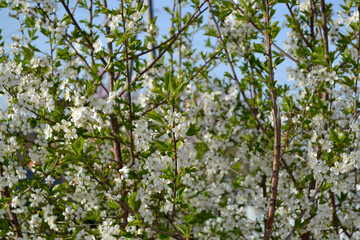 Background with branches of cherry flowers. Spring landscape with cherry flowers. Beautiful floral...