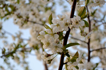 Background with branches of cherry flowers. Spring landscape with cherry flowers. Beautiful floral abstract background of nature. White