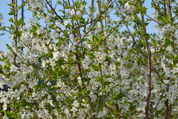Fototapeta na wymiar Background with branches of cherry flowers
