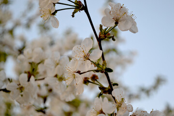 Background with branches of cherry flowers. Spring landscape with cherry flowers. Beautiful floral abstract background of nature. White delicate flowers on branches