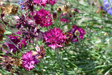 Summer landscape. Centaurea. Cornflower blue, pink. Beautiful floral abstract background of nature. Natural garden background with flowering bushes of cornflowers. Summer