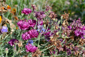 Summer landscape. Centaurea. Cornflower blue, pink. Beautiful floral abstract background of nature. Natural garden background with flowering bushes of cornflowers. Summer flowerbed, garden