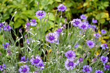 Summer landscape. Centaurea. Cornflower blue, pink. Beautiful floral abstract background of nature