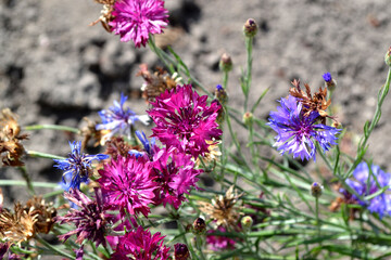 Summer landscape. Centaurea. Cornflower blue, pink. Beautiful floral abstract background of nature. Natural garden background with flowering bushes of cornflowers