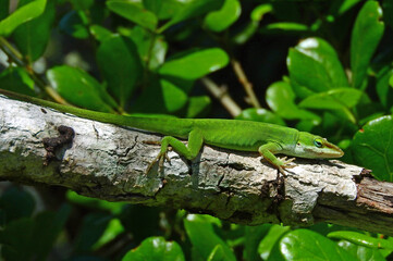 a chameleonlike green anole lizard in a tree in st. andrews state park  near panama city in the florida panhandle