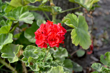 Pelargonium, Geranium. Beautiful floral abstract background of nature. Summer landscape. Perennial herbaceous or semi-shrub plants. Bushes of red pelargonium. Summer flowerbed, garden