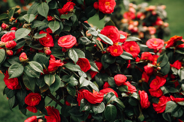 Beautiful red camellia flowers in full bloom