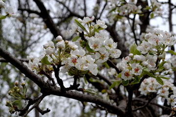 Beautiful floral abstract background of nature. Pear tree, pear flowers. Spring landscape. Pyrus communis. Beautiful flowering tree, white flowers on the branches. Spring flower bed, garden