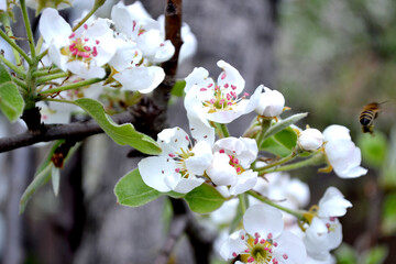 Pear tree, pear flowers. Beautiful floral abstract background of nature. Spring landscape. Pyrus communis. Beautiful flowering tree, white flowers