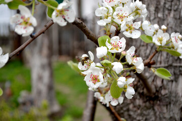 Pear tree, pear flowers. Beautiful floral abstract background of nature. Pyrus communis. Beautiful flowering tree, flowers