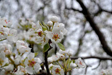 Beautiful floral abstract background of nature. Pear tree, pear flowers. Spring. Pyrus communis. Beautiful flowering tree, white flowers on the branches