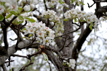 Beautiful floral abstract background of nature. Pear tree, pear flowers. Pyrus communis. Beautiful tree