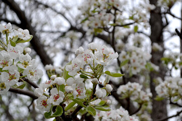 Beautiful floral abstract background of nature. Pear tree, pear flowers. Pyrus communis. Beautiful flowering tree