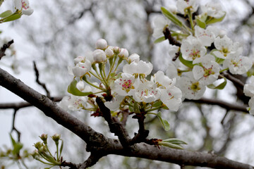 Beautiful floral abstract background of nature. Pear tree, pear flowers. Pyrus communis. Beautiful flowering tree, white flowers on the branches